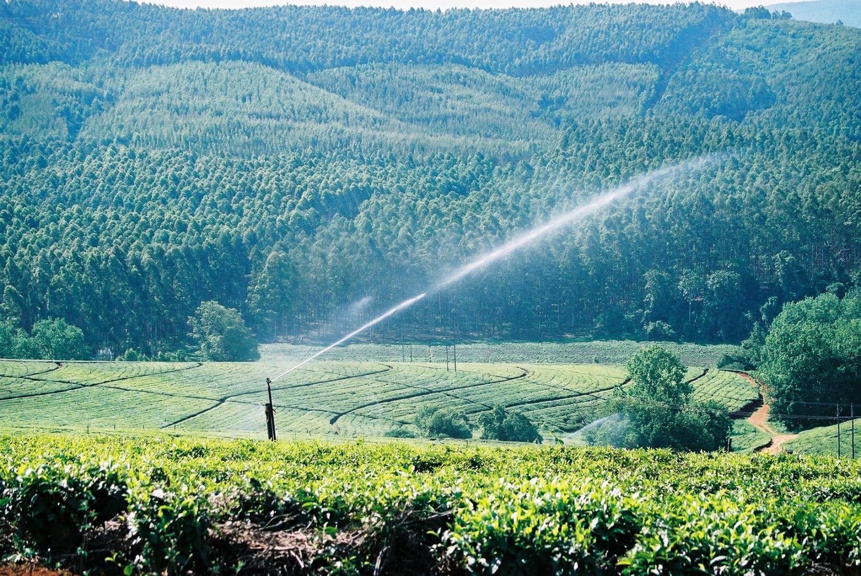 Pressurized irrigation system - Waterproductivity